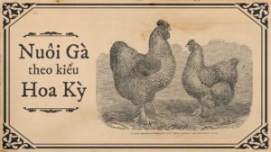 Read more about the article The COVID-19 Pandemic and Vietnamese Chicken Manuals from French Indochina