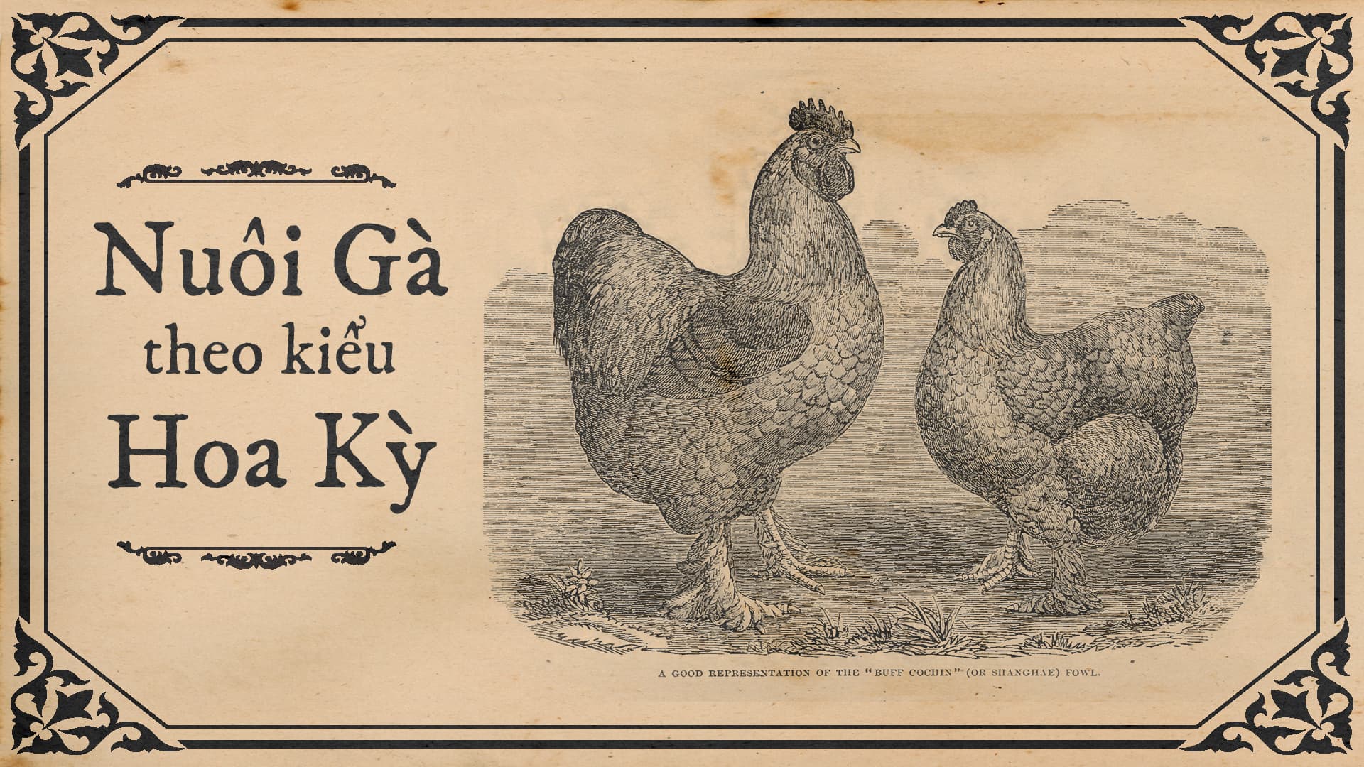 You are currently viewing The COVID-19 Pandemic and Vietnamese Chicken Manuals from French Indochina