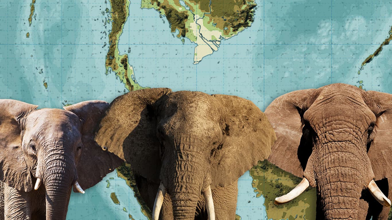 Read more about the article Elephants and Dragon Teeth Gate (Longyamen)