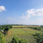 Random Writings from a Pineapple Field